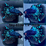 Live Male Betta Blackstar Avatar Halfmoon (Sky-833) High quality what you see what you get!!