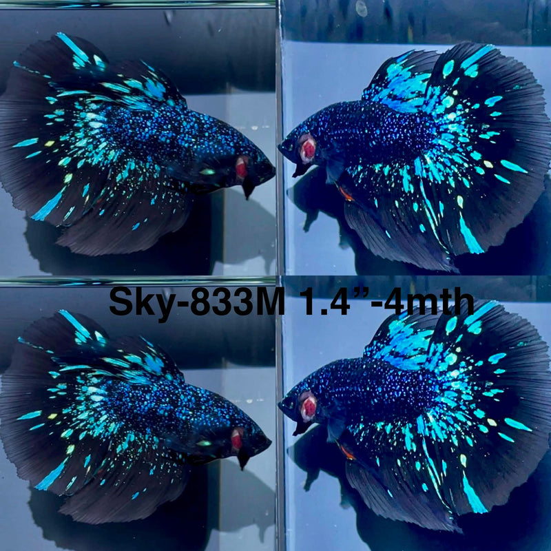 Live Male Betta Blackstar Avatar Halfmoon (Sky-833) High quality what you see what you get!!