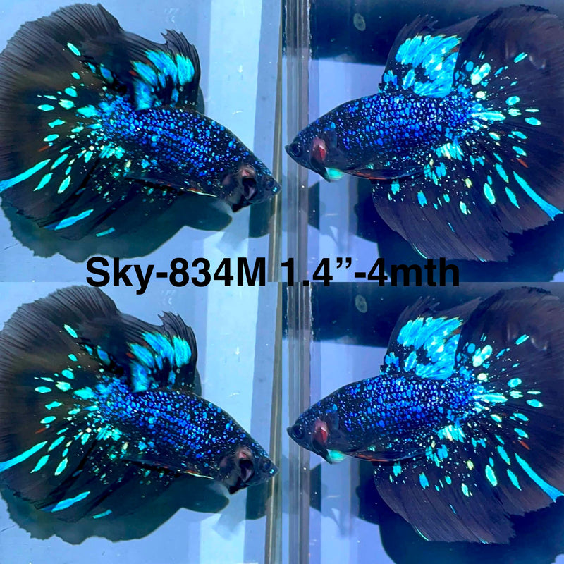 Live Male Betta Blackstar Avatar Halfmoon (Sky-834) High quality what you see what you get!!