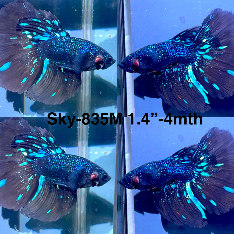 Live Male Betta Blackstar Avatar Halfmoon (Sky-835) High quality what you see what you get!!