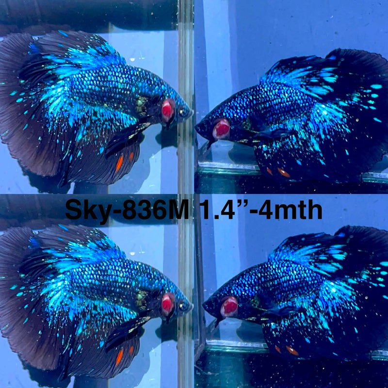 Live Male Betta Blackstar Avatar Halfmoon (Sky-836) High quality what you see what you get!!