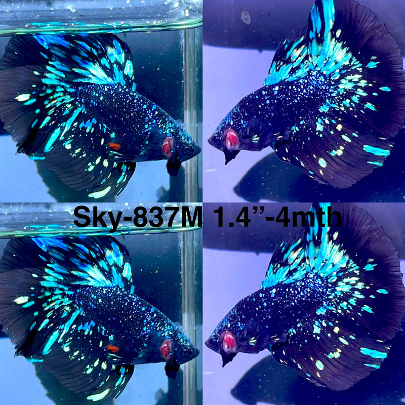 Live Male Betta Blackstar Avatar Halfmoon (Sky-837) High quality what you see what you get!!