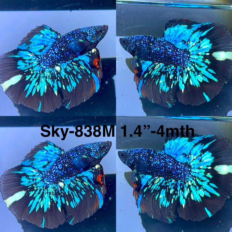 Live Male Betta Blackstar Avatar Halfmoon (Sky-838) High quality what you see what you get!!
