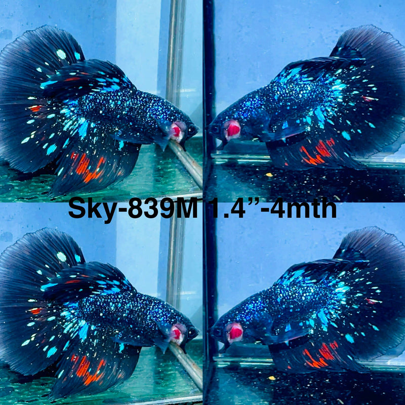 Live Male Betta Blackstar Avatar Halfmoon (Sky-839) High quality what you see what you get!!