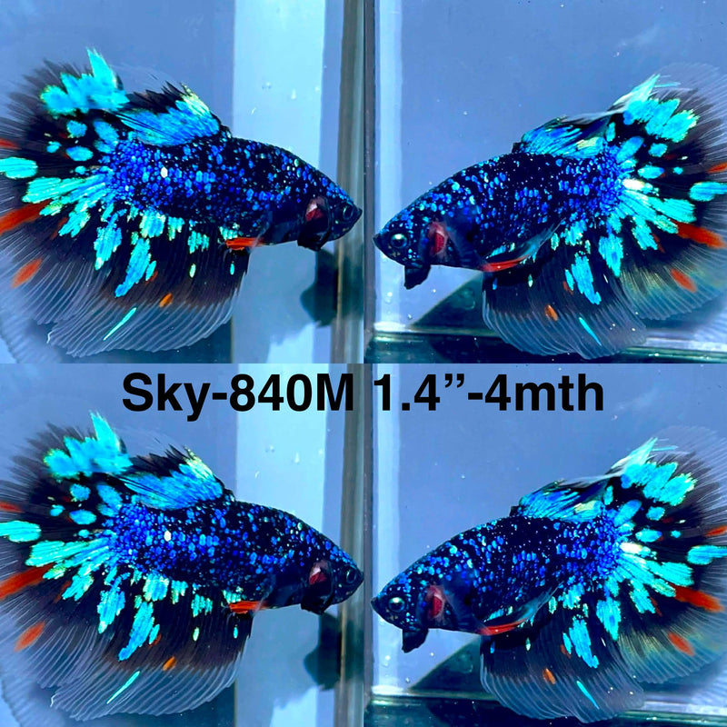 Live Male Betta Blackstar Avatar Halfmoon (Sky-840) High quality what you see what you get!!