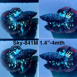 Live Male Betta Blackstar Avatar Halfmoon (Sky-841)S214✔️ High quality what you see what you get!!