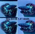 Live Male Betta Blackstar Avatar Halfmoon (Sky-841)S214✔️ High quality what you see what you get!!