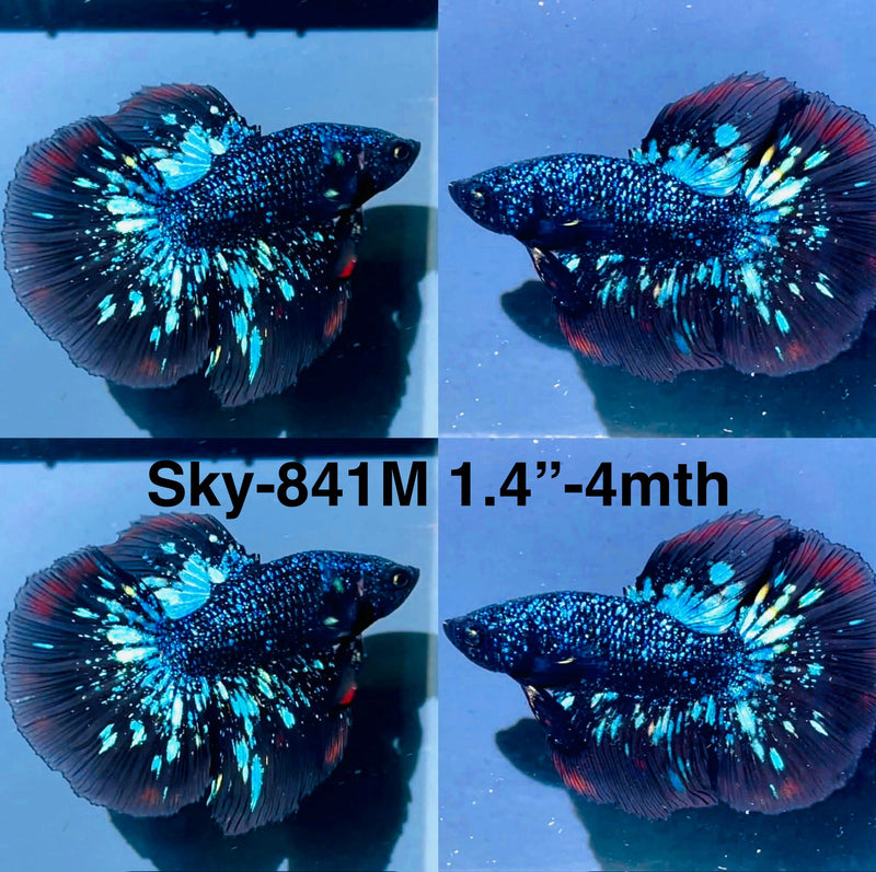 Live Male Betta Blackstar Avatar Halfmoon (Sky-841) High quality what you see what you get!!
