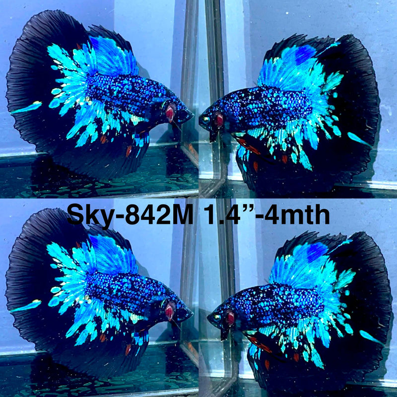 Live Male Betta Blackstar Avatar Halfmoon (Sky-842) High quality what you see what you get!!