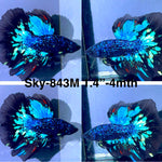 Live Male Betta Blackstar Avatar Halfmoon (Sky-843) High quality what you see what you get!!