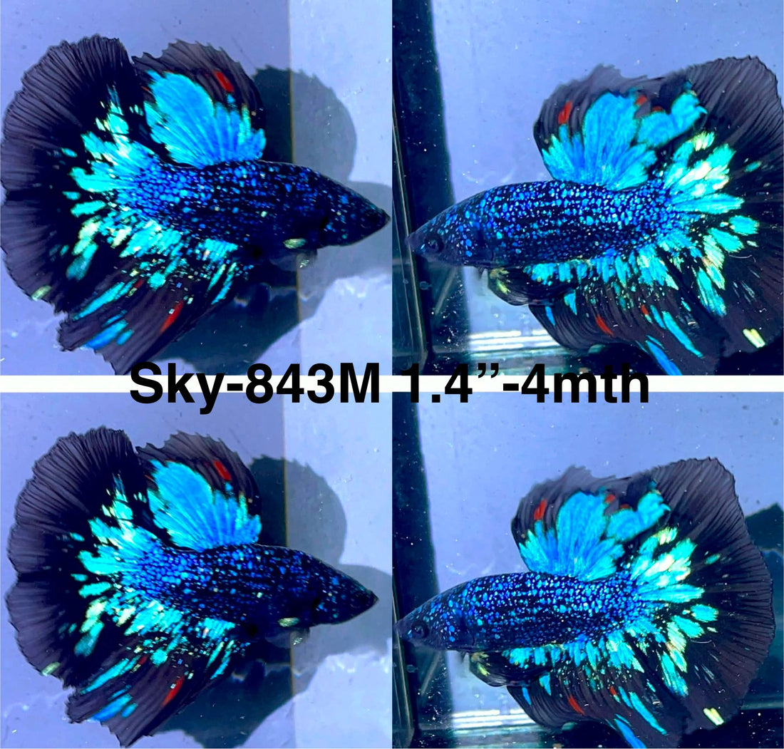 Live Male Betta Blackstar Avatar Halfmoon (Sky-843) High quality what you see what you get!!