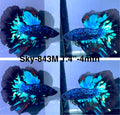 Live Male Betta Blackstar Avatar Halfmoon (Sky-843) High quality what you see what you get!!