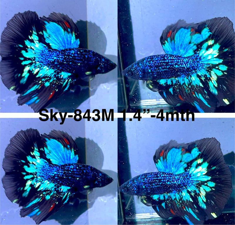 Live Male Betta Blackstar Avatar Halfmoon (Sky-843) High quality what you see what you get!!