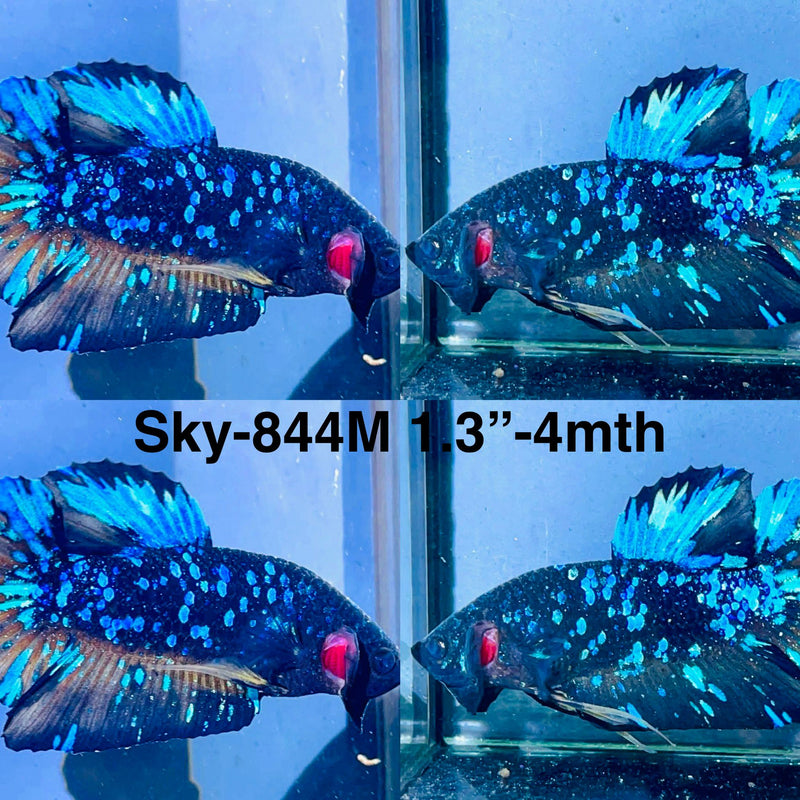 Live Male Betta Black Galaxy Avatar Plakat (Sky-844) High quality what you see what you get!!