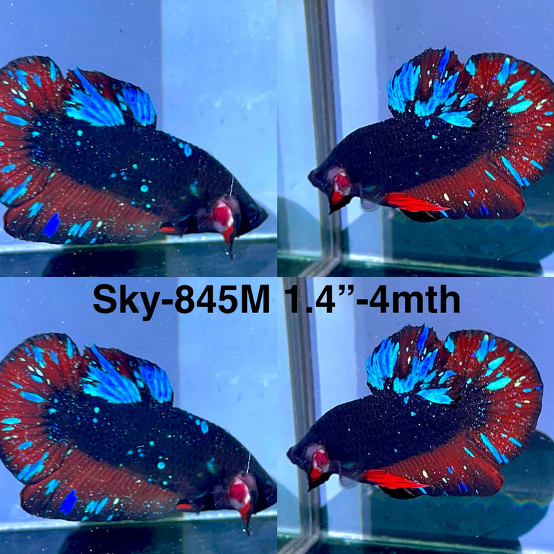 Live Male Betta Black Red Galaxy Avatar Plakat (Sky-845) High quality what you see what you get!!