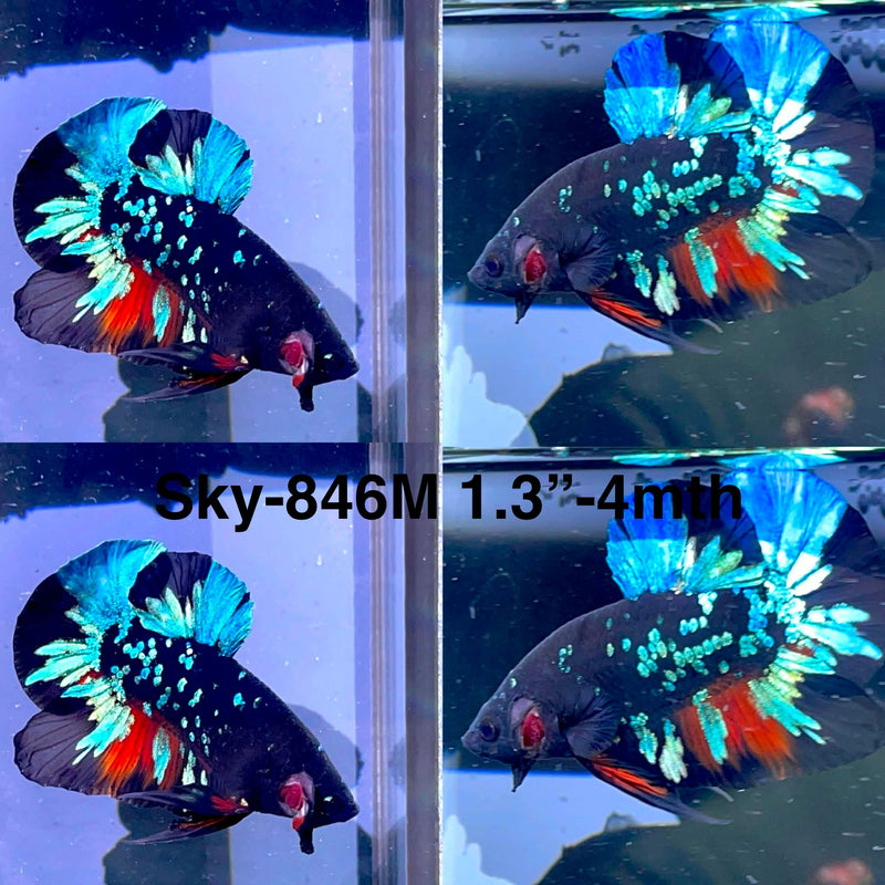 Live Male Betta Black Galaxy Avatar Plakat (Sky-846) High quality what you see what you get!!