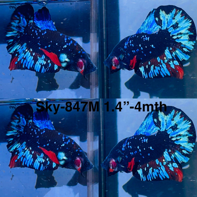 Live Male Betta Blue Black Galaxy Avatar Plakat (Sky-847) High quality what you see what you get!!