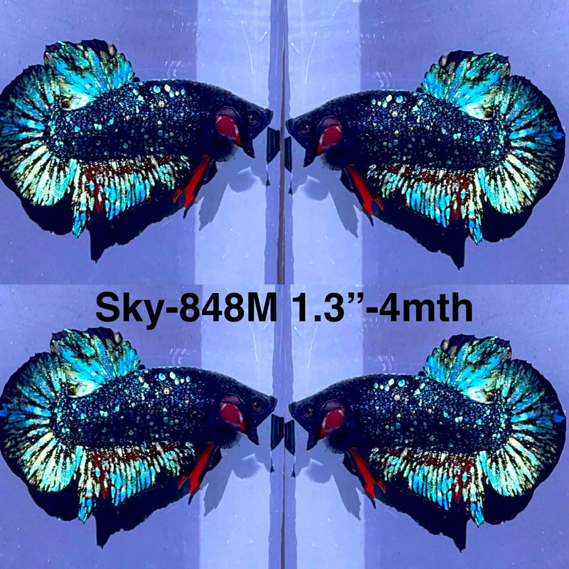 Live Male Betta Black Galaxy Avatar Plakat (Sky-848) High quality what you see what you get!!