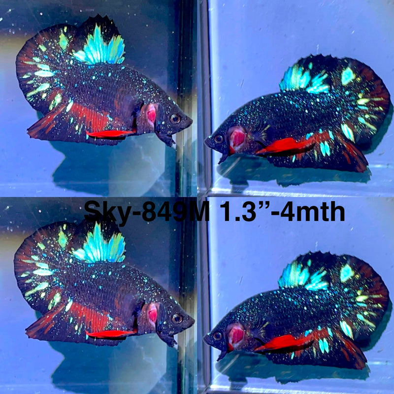 Live Male Betta Black Galaxy Avatar Plakat (Sky-849) High quality what you see what you get!!