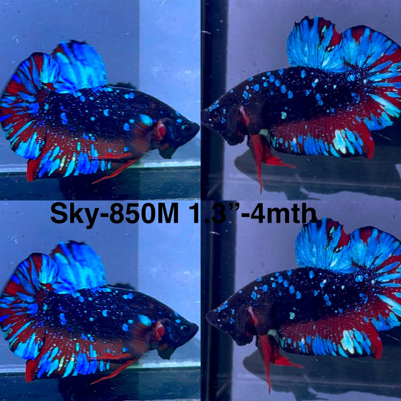 Live Male Betta Black Galaxy Avatar Plakat (Sky-850) High quality what you see what you get!!