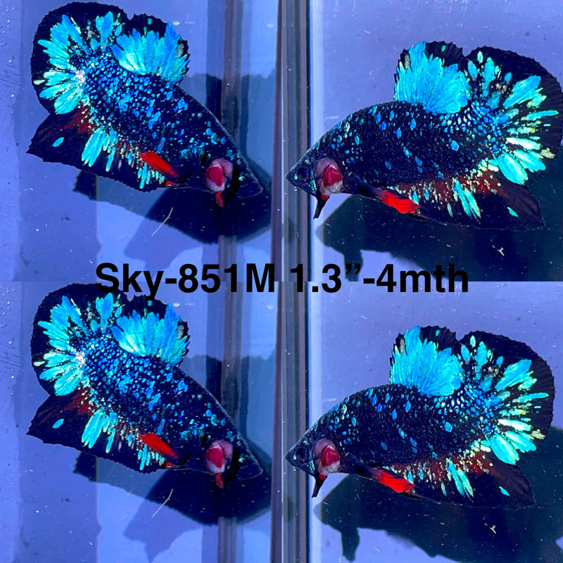 Live Male Betta Black Galaxy Avatar Plakat (Sky-851) High quality what you see what you get!!