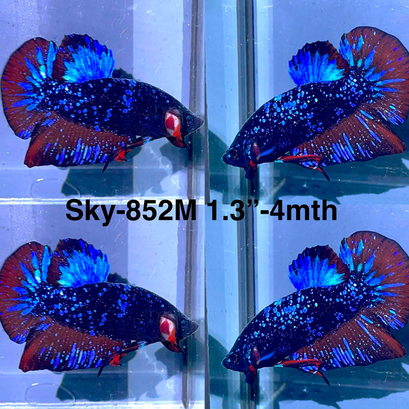 Live Male Betta Black Galaxy Avatar Plakat (Sky-852) High quality what you see what you get!!