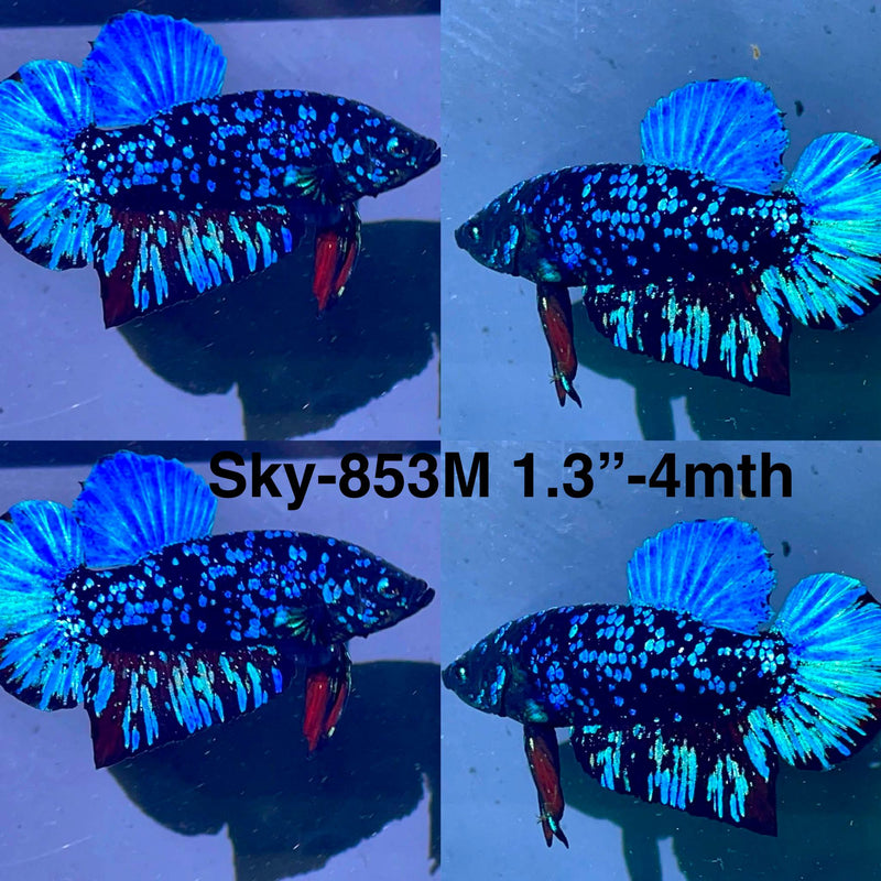 Live Male Betta Blue Black Galaxy Avatar Plakat (Sky-853) High quality what you see what you get!!