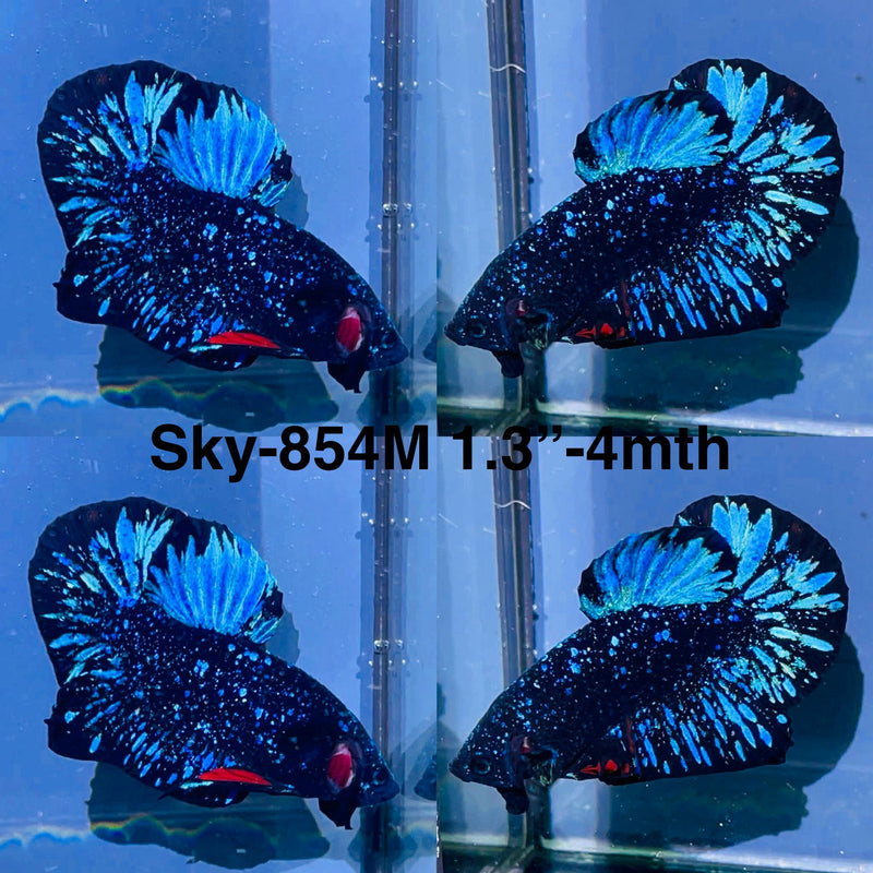 Live Male Betta Blue Black Galaxy Avatar Plakat (Sky-854) High quality what you see what you get!!