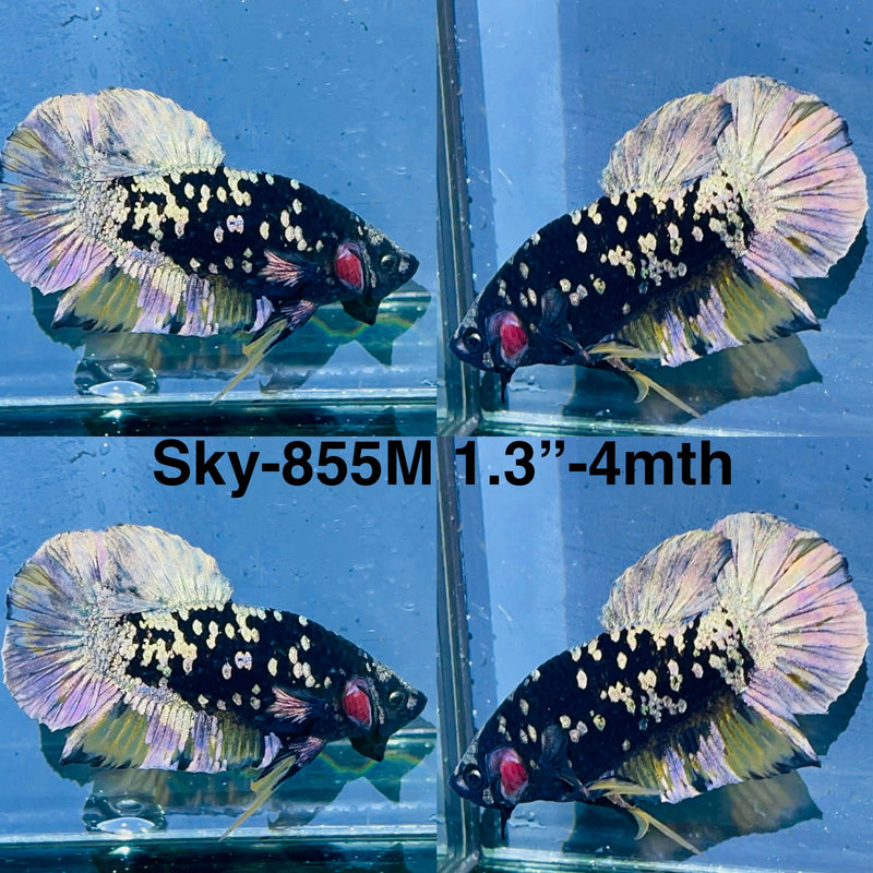 Live Male Betta Copper Black Galaxy Plakat (Sky-855) High quality what you see what you get!!