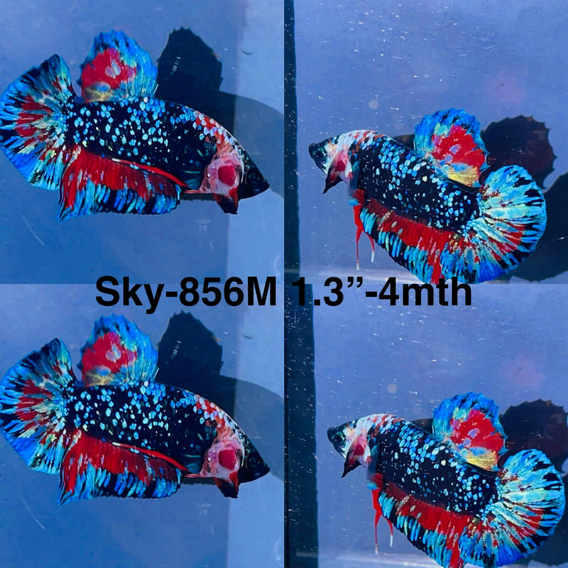 Live Male Betta Black Galaxy Koi Plakat (Sky-856) High quality what you see what you get!!