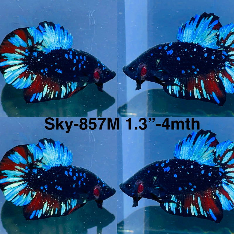 Live Male Betta Black Galaxy Avatar Plakat (Sky-857) High quality what you see what you get!!