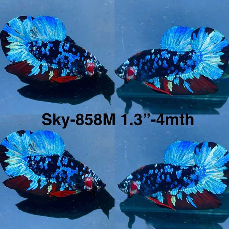 Live Male Betta Black Galaxy Avatar Plakat (Sky-858) High quality what you see what you get!!