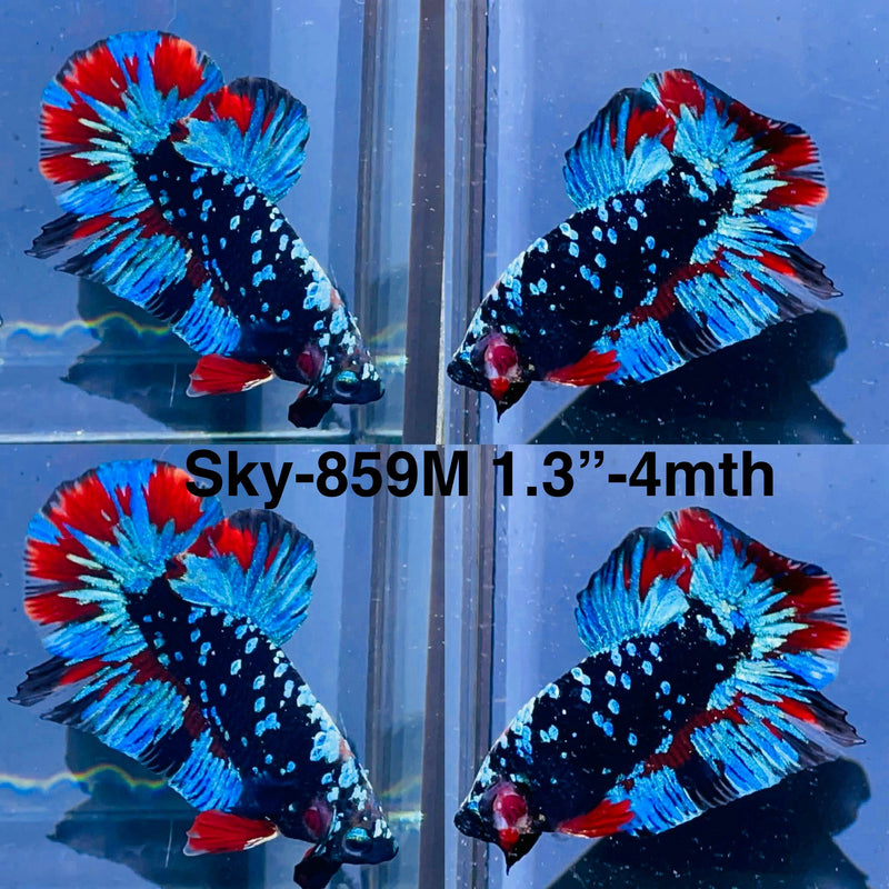 Live Male Betta Black Galaxy Avatar Plakat (Sky-859) High quality what you see what you get!!