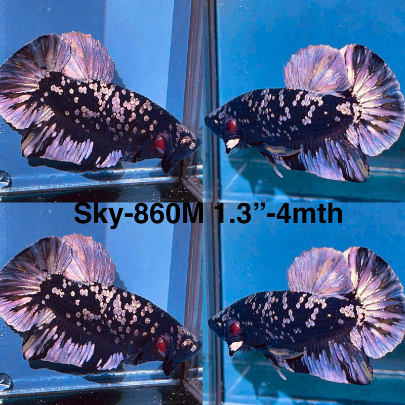 Live Male Betta Copper Black Galaxy Plakat (Sky-860) High quality what you see what you get!!