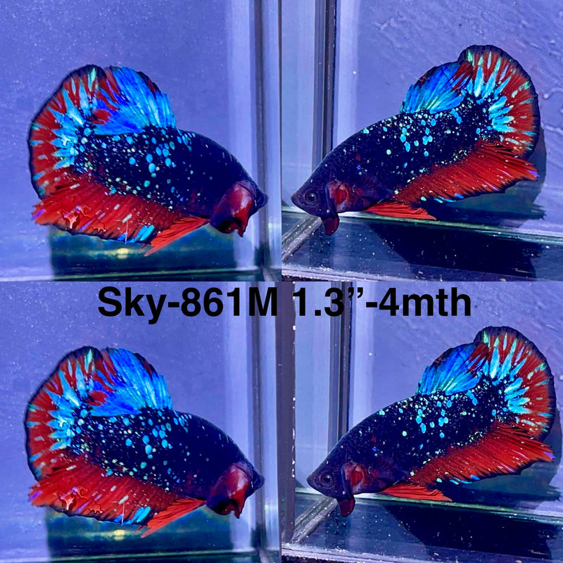 Live Male Betta Red Black Galaxy Avatar Plakat (Sky-861) High quality what you see what you get!!