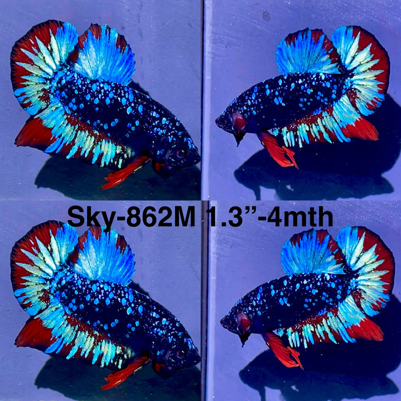 Live Male Betta Black Galaxy Avatar Plakat (Sky-862) High quality what you see what you get!!