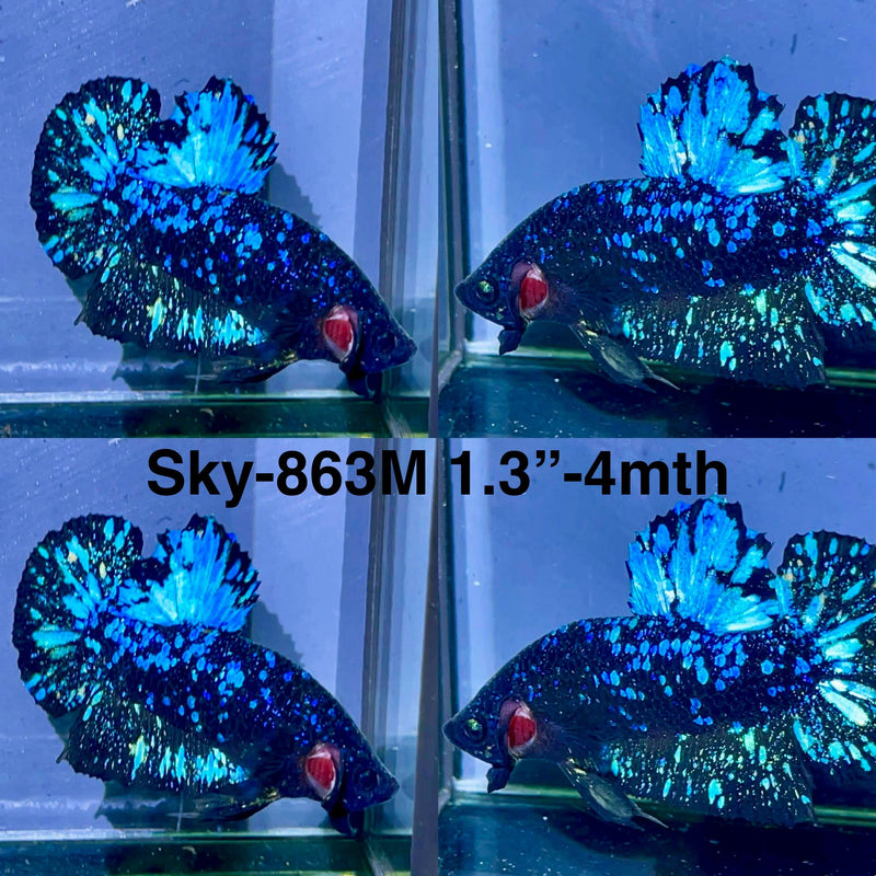 Live Male Betta Black Galaxy Avatar Plakat (Sky-863) High quality what you see what you get!!