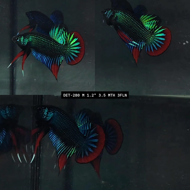 Live Male Betta Green Red Original Imbellis Wild Plakat (DET-280) High quality what you see what you get!!