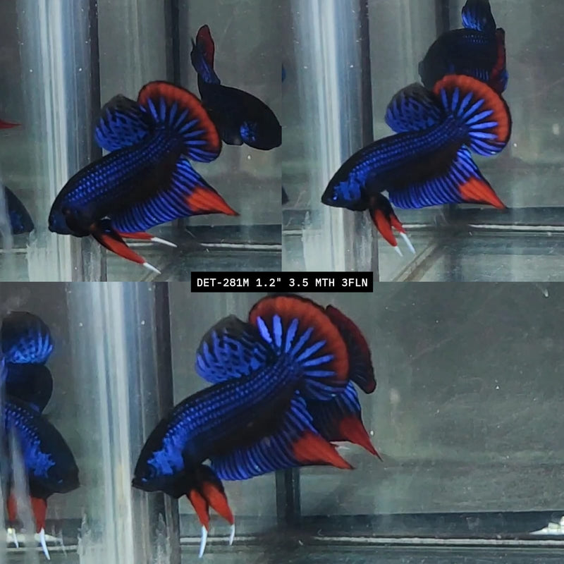 Live Male Betta Blue Red Hybrid Imbellis Wild Plakat (DET-281) High quality what you see what you get!!