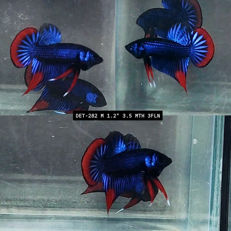 Live Male Betta Blue Red Hybrid Imbellis Wild Plakat (DET-282) High quality what you see what you get!!