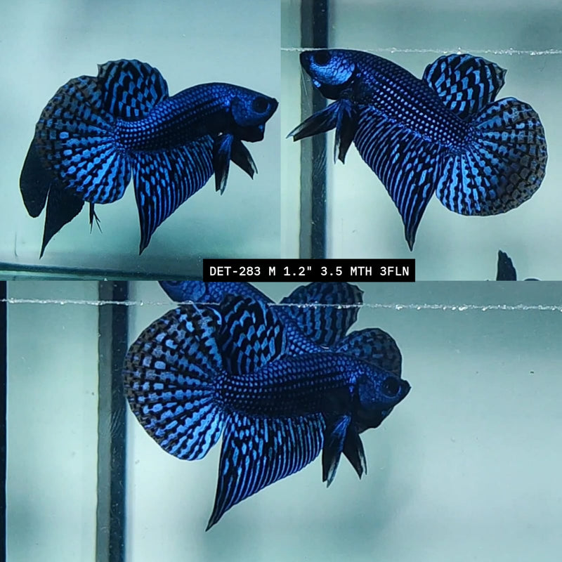 Live Male Betta Blue Alien Hybrid Wild Plakat (DET-283) High quality what you see what you get!!