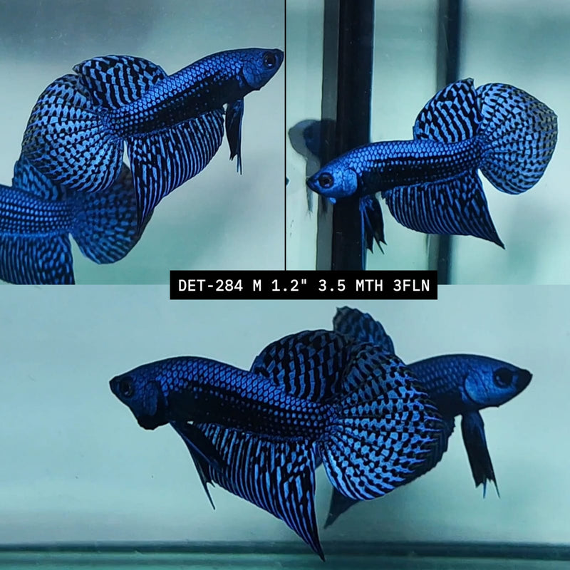 Live Male Betta Blue Alien Hybrid Wild Plakat (DET-284) High quality what you see what you get!!
