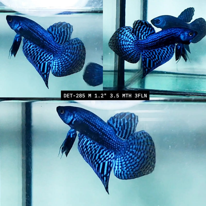 Live Male Betta Blue Alien Hybrid Wild Plakat (DET-285) High quality what you see what you get!!