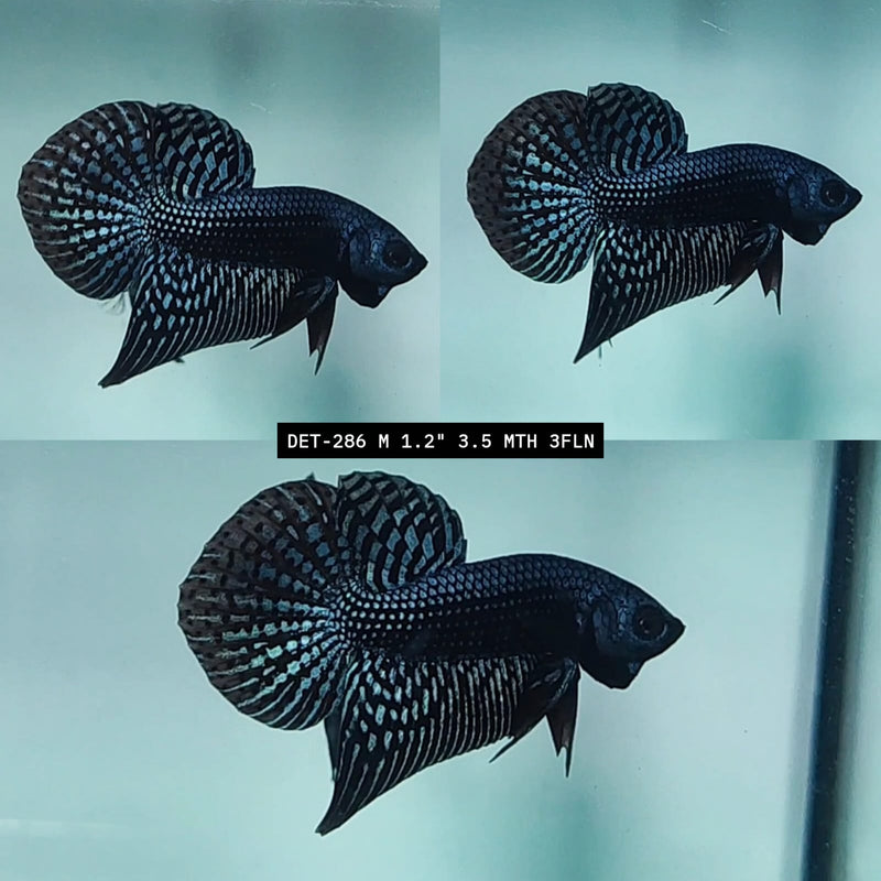 Live Male Betta Gray Alien Hybrid Wild Plakat (DET-286) High quality what you see what you get!!