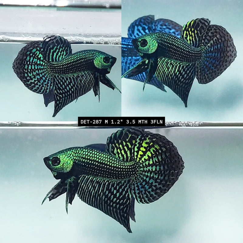 Live Male Betta Green Alien Hybrid Wild Plakat (DET-287) High quality what you see what you get!!