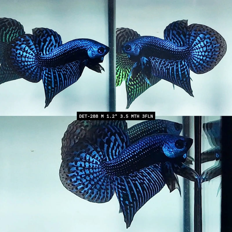 Live Male Betta Blue Alien Hybrid Wild Plakat (DET-288) High quality what you see what you get!!