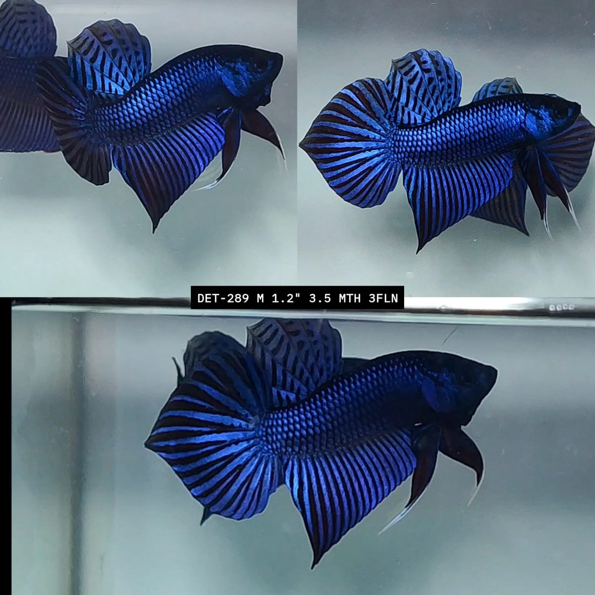 Live Male Betta Blue Mahachai Hybrid Wild Plakat (DET-289)S071✔️ High quality what you see what you get!!