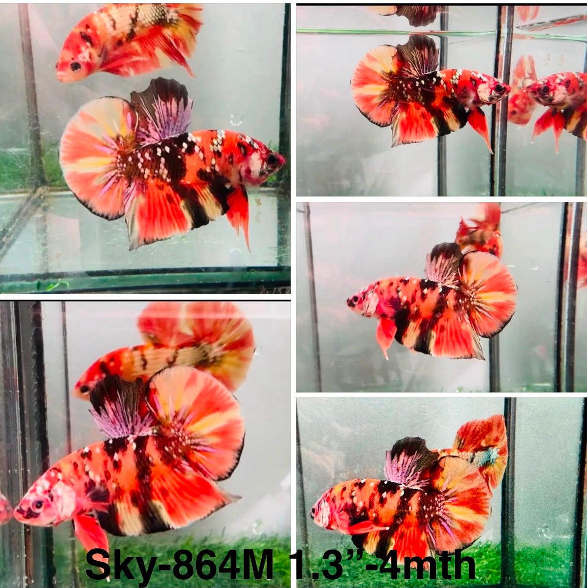 Live Male Betta Red Galaxy copper Plakat (Sky-864)S030✔️ High quality What you see What you get!!