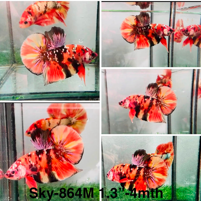 Live Male Betta Red Galaxy copper Plakat (Sky-864) High quality What you see What you get!!