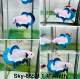 Live Male Betta Blue rim Marble Plakat (Sky-865)CUP High quality What you see What you get!!